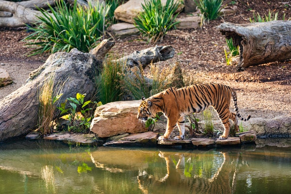 Jeep Safari In Pench