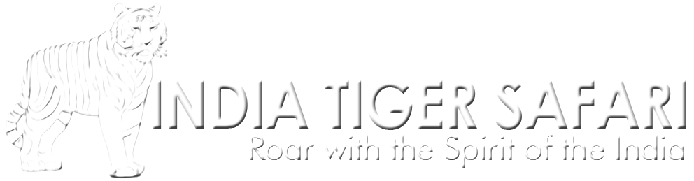 India Tiger Safari