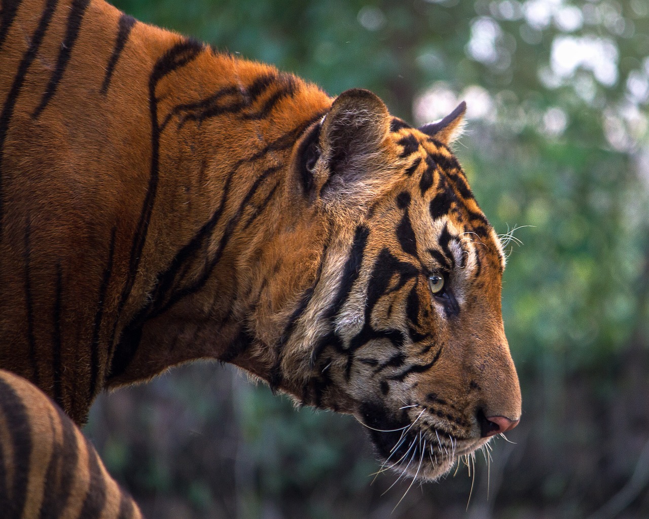 Online Safari Booking