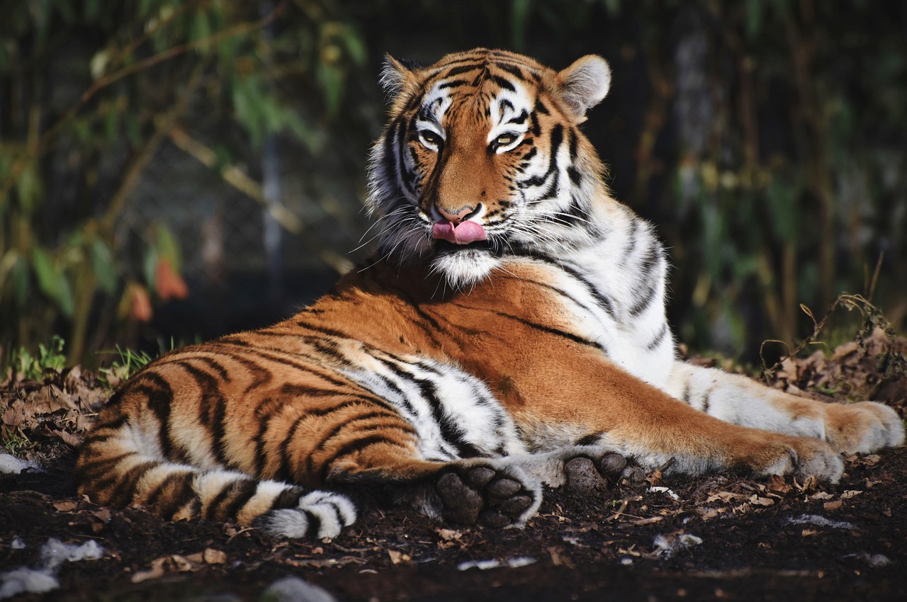 Insights into Safari Booking for Bandipur National Park
